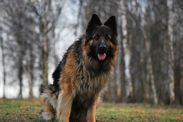 German Shepherd on the background of trees