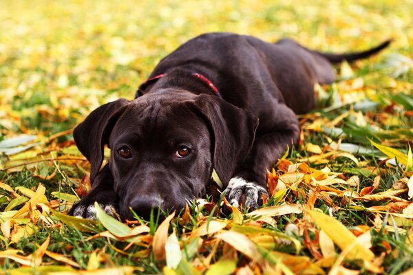 Un perro en el follaje de otoño espera a su dueño