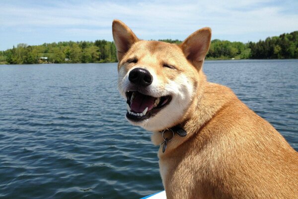 Cheerful dog smiles