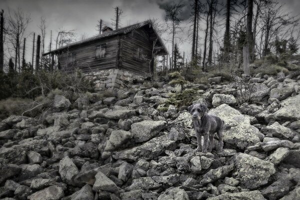 Triste paisaje gris con un perro solitario