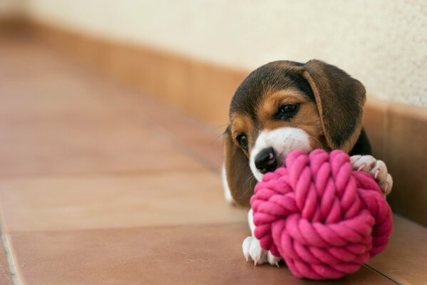 Chiot à la maison avec un enchevêtrement rose sur le sol