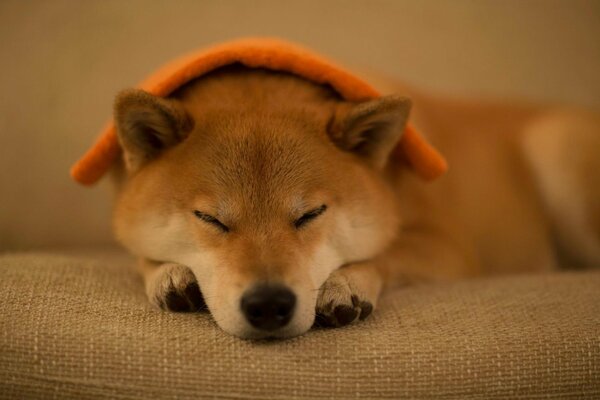 A dog, a man s friend, is sleeping