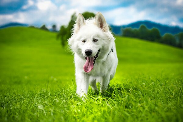 Perro blanco sobre hierba verde en la naturaleza