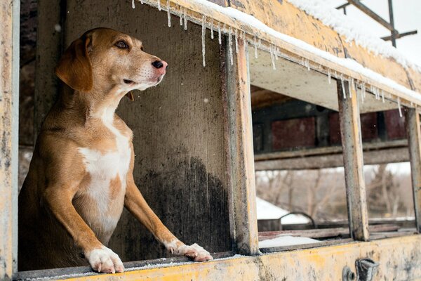 Amico del cane dell uomo, in attesa del proprietario