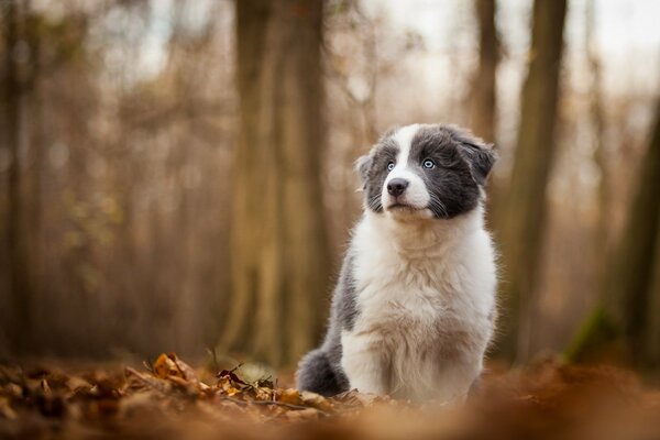 Maravilloso perro con ojos azules en un día de otoño