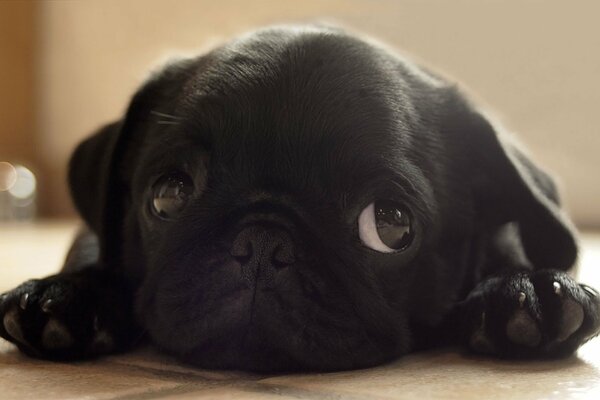 Mignon petit chiot triste