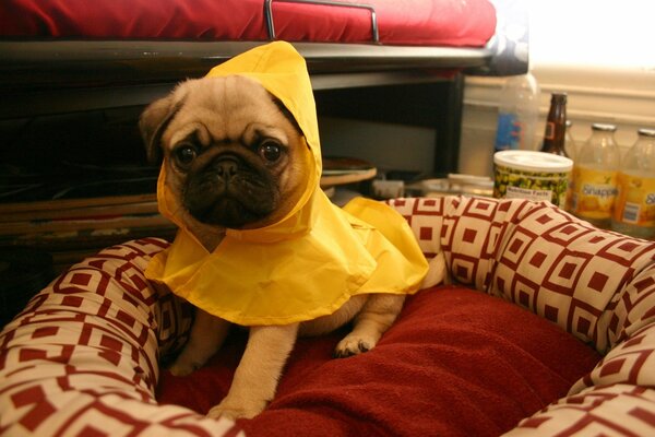 Chien en manteau jaune