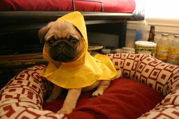 Pies w żółtym płaszczu