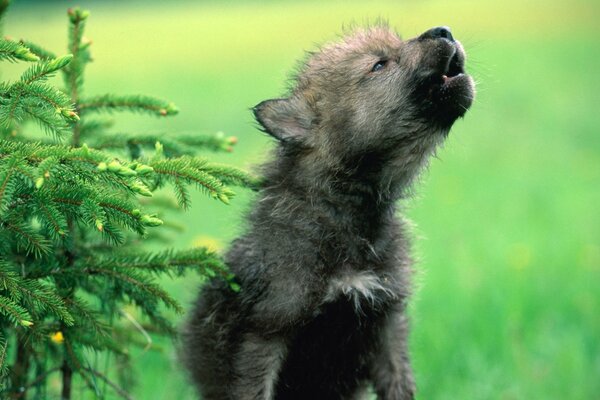 The wolf cub whines in the green grass