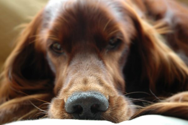 Dog Irish Setter muzzle macro