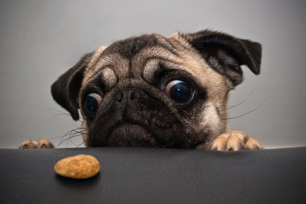 Собачка мопс смотрит на печенье на столе