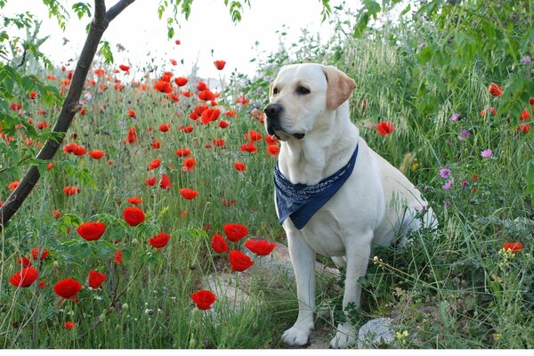 Laboador blanco en el campo con amapolas