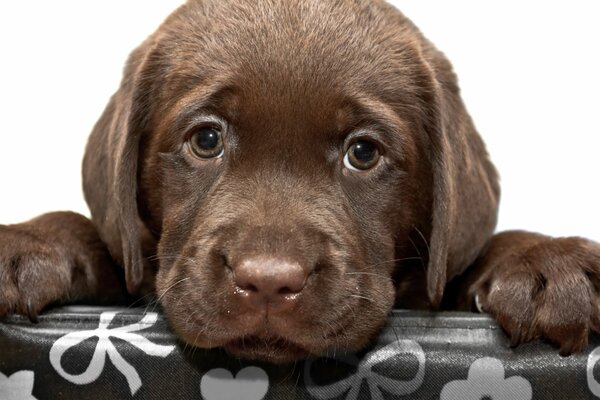 Chiot Labrador au chocolat, race