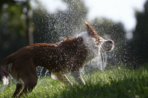 Spritzer vom Hund fliegen in verschiedene Richtungen