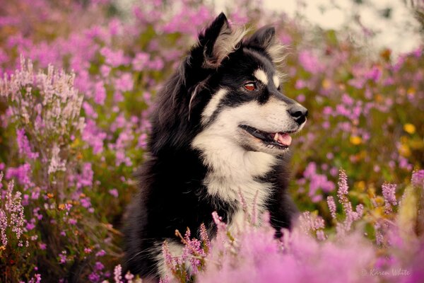 Cane gentile in un campo di fiori di Prato