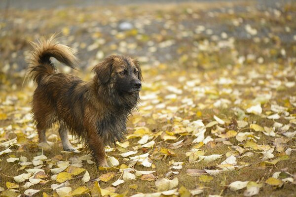 The dog stands on fallen autumn leaves