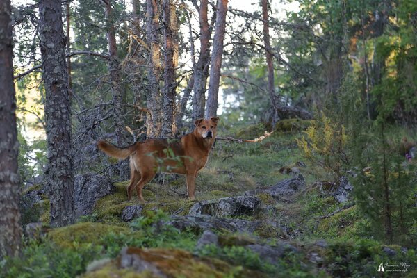 Großer Hund im Nadelwald