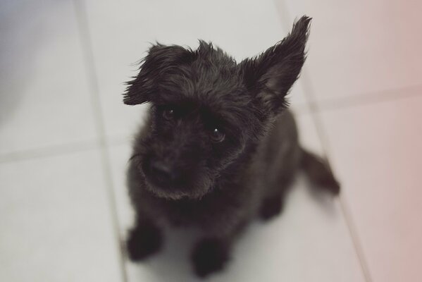 Perrito negro con mirada suplicante