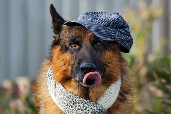 Stilvoller deutscher Schäferhund, reinrassige Hunde