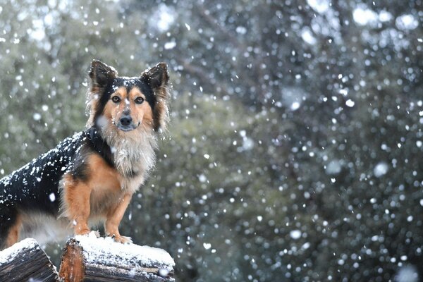 A dog with a smart look under the falling snow