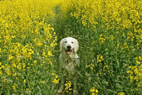 Zufriedener Hund im Rapsfeld