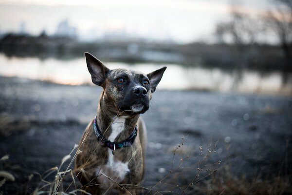 Der Blick eines treuen Freundes-Hundes