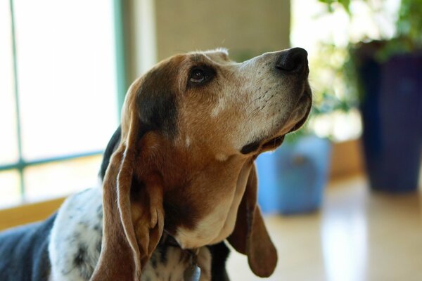 Der Blick des Hundes ist erstaunlich schön