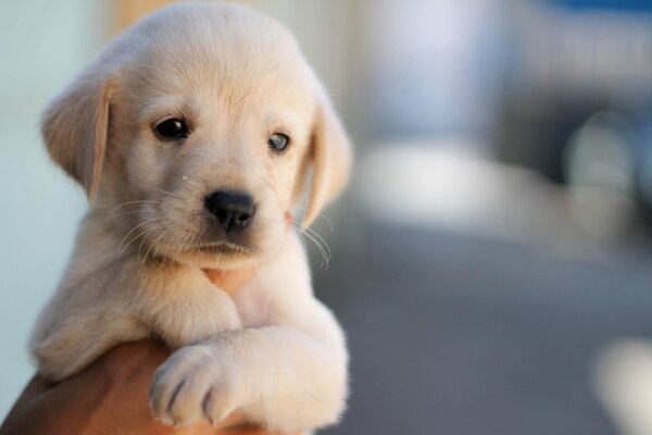 A puppy that fits in the palms of your hands