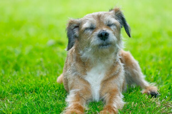 Der Hund auf dem grünen Rasen lächelt