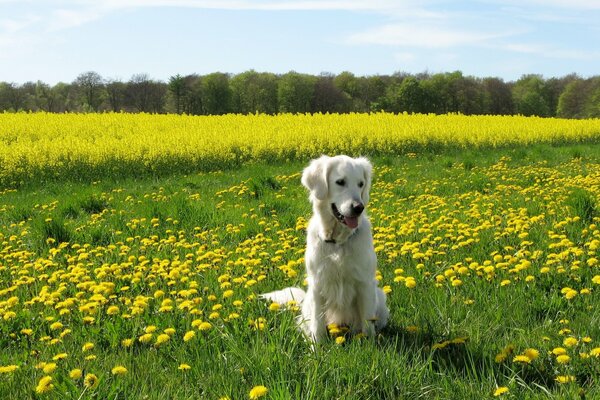 A white dog sits in a field among dandelions