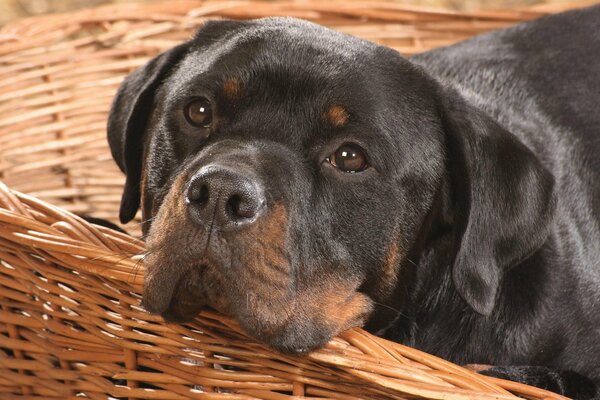 Un regard triste chez un chien de race Rottweiler