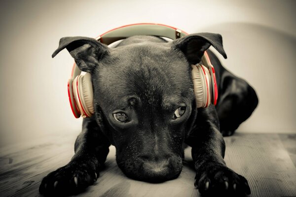 Un perro al que le gusta escuchar música con auriculares