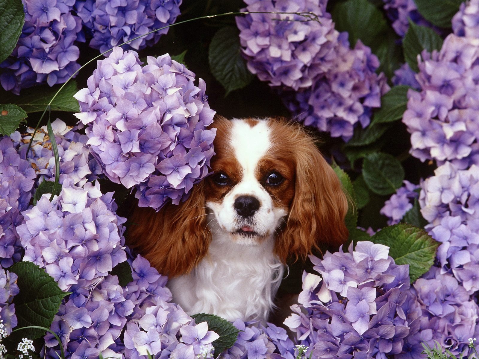 dog lilac nature