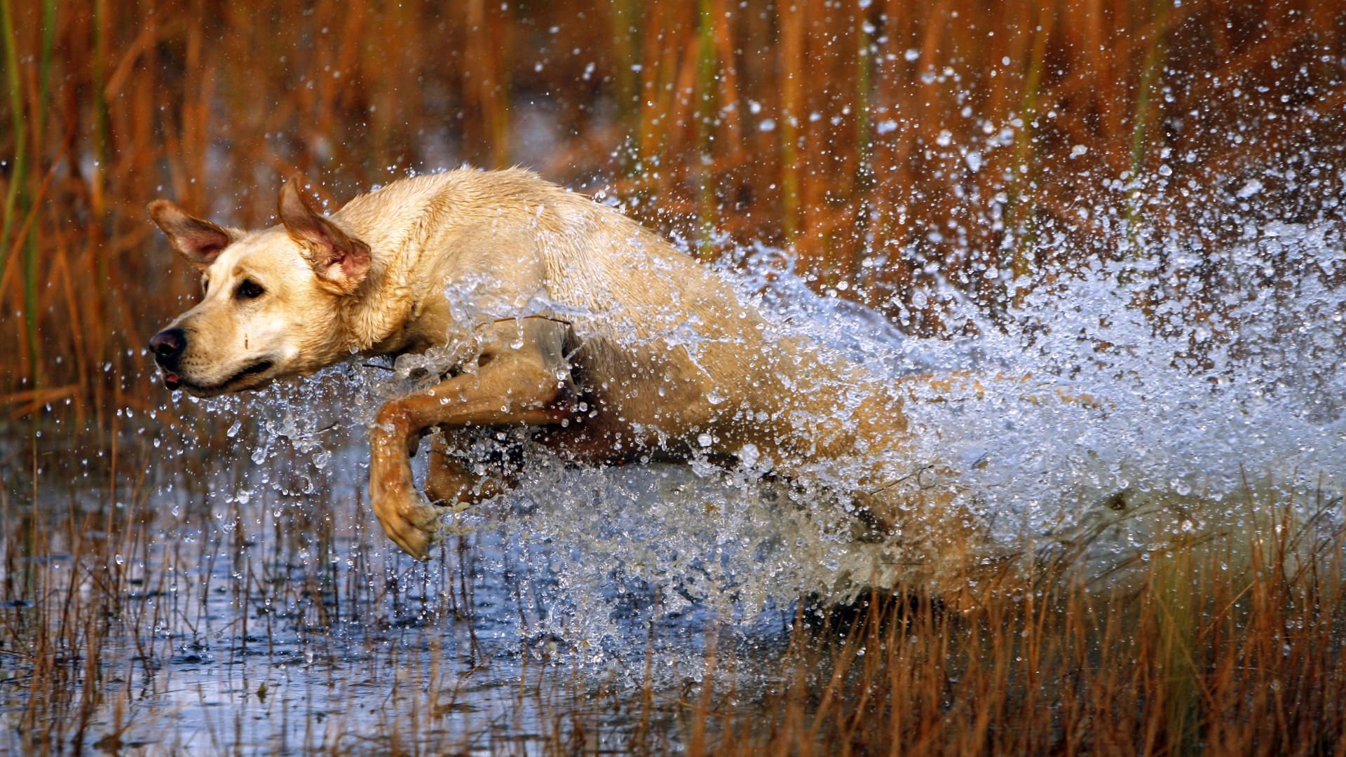 hund hund sprung wasser spritzen