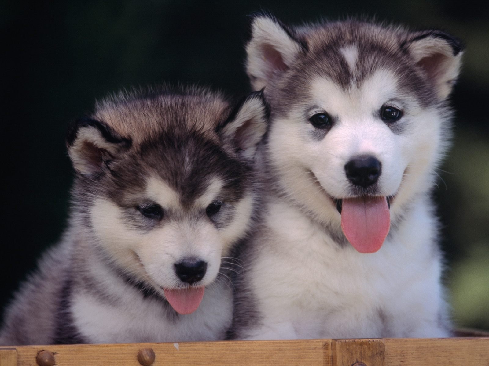 puppies faces tongue