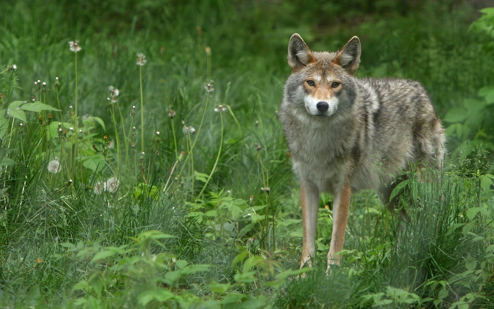 lobo hierba mirada