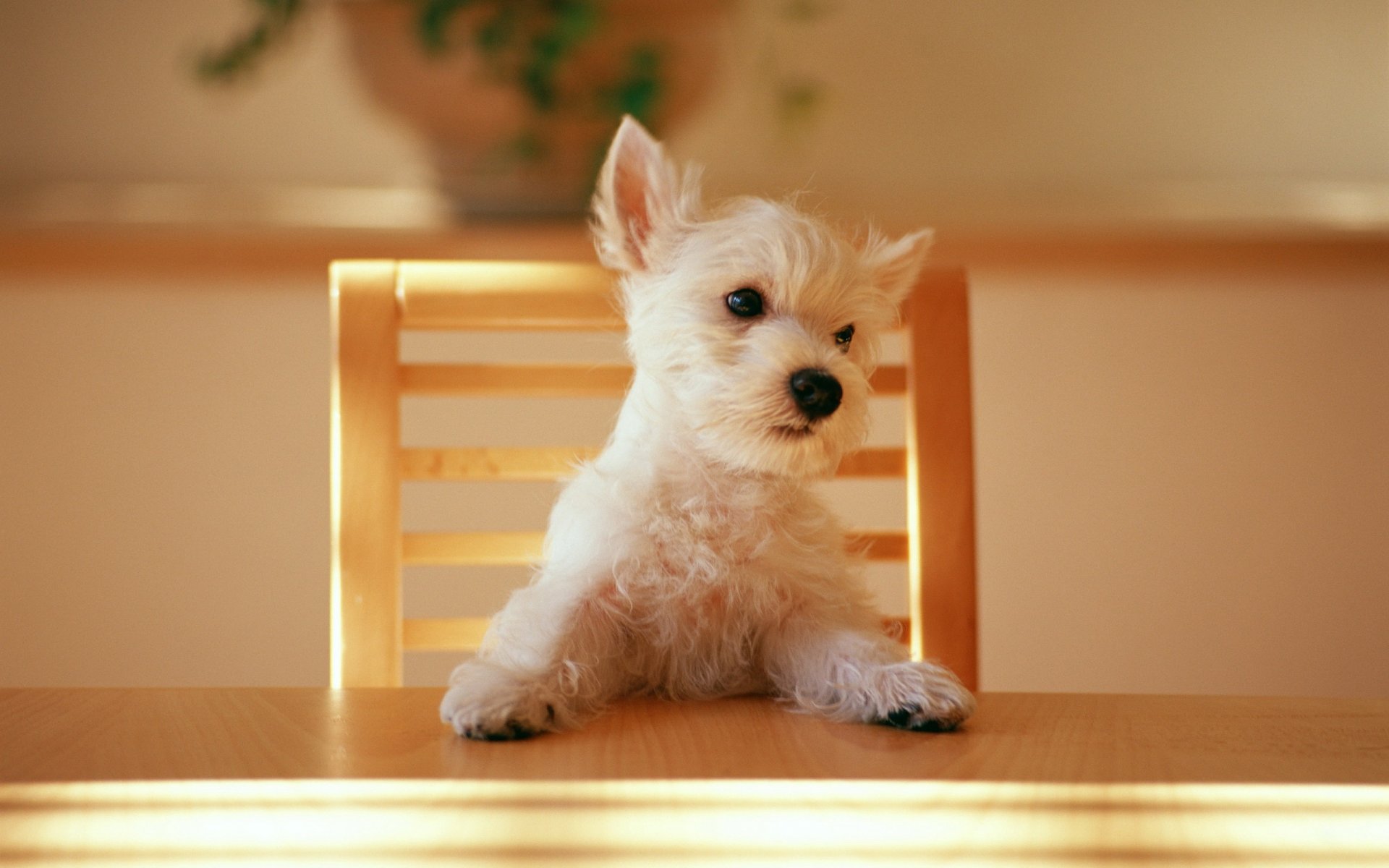 chair table puppy