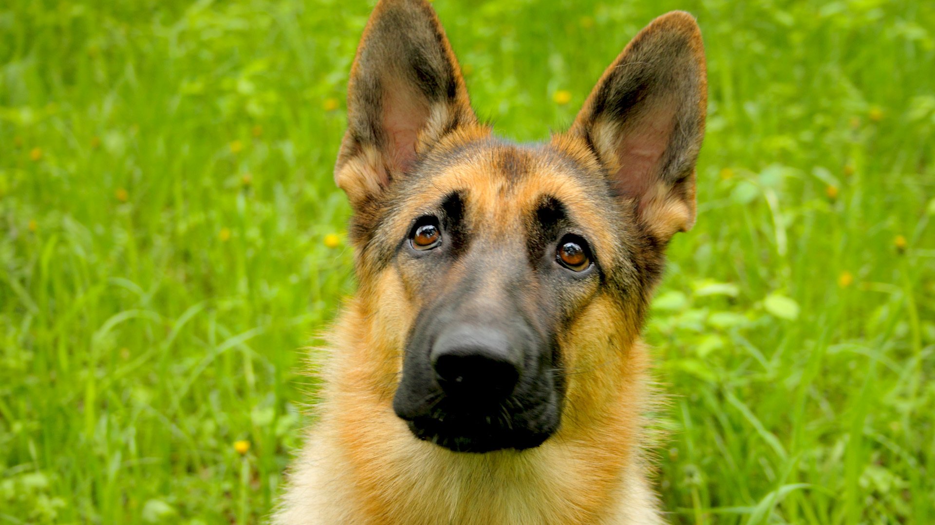 pastore cane cucciolo devozione