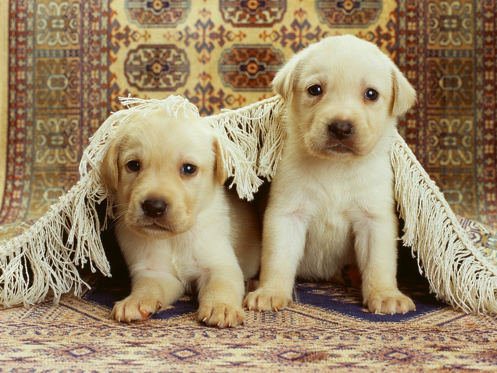 puppies two two carpet puppy