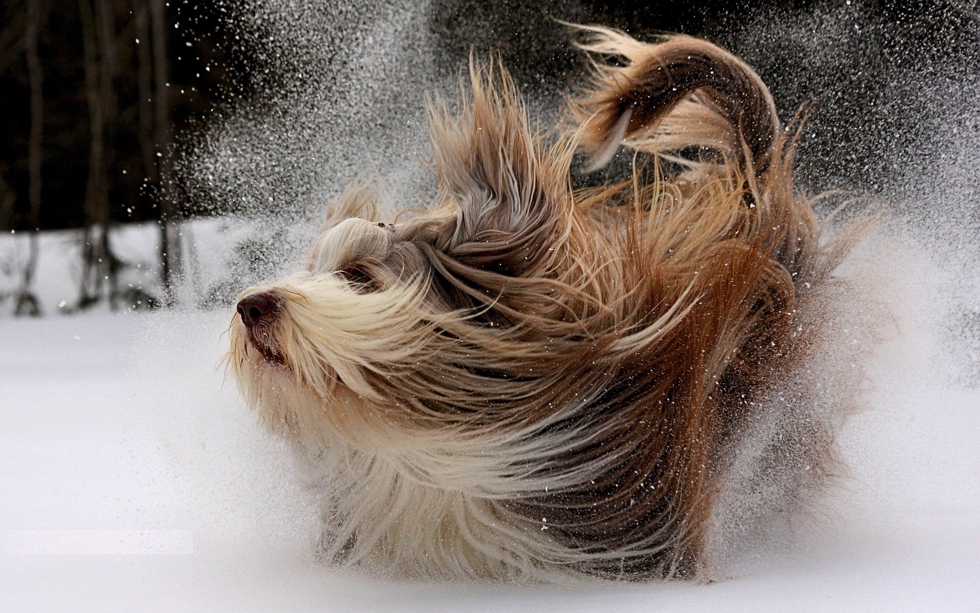 dog winter walk snow motion