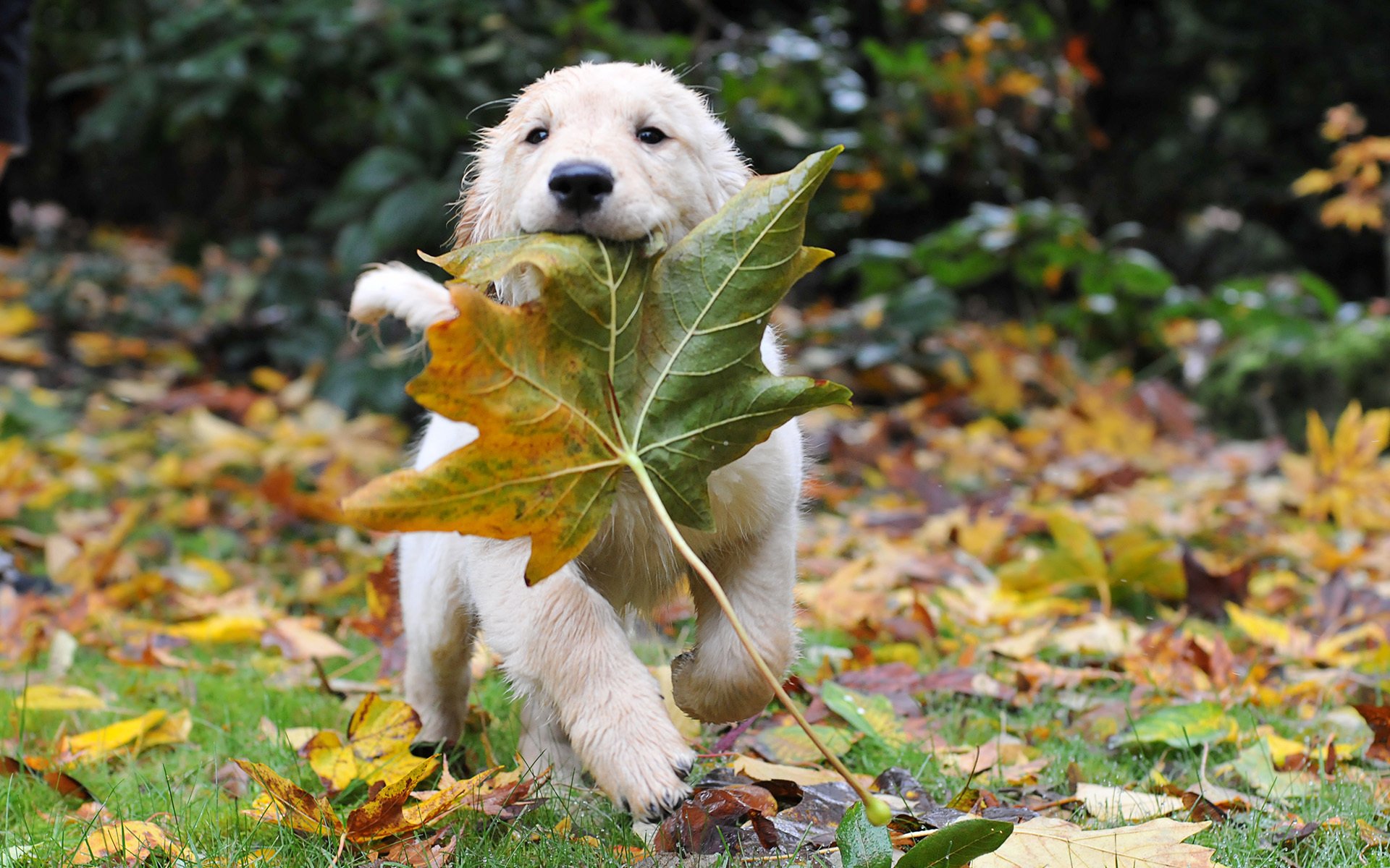 chiens chats animaux