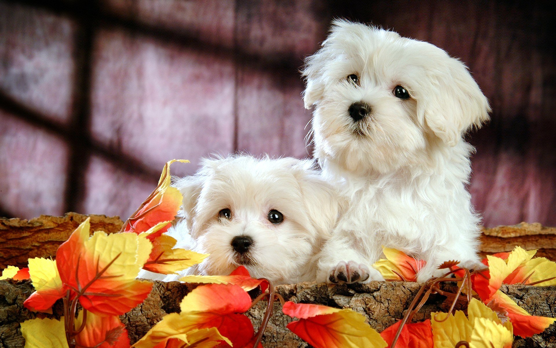 dogs puppies bichon