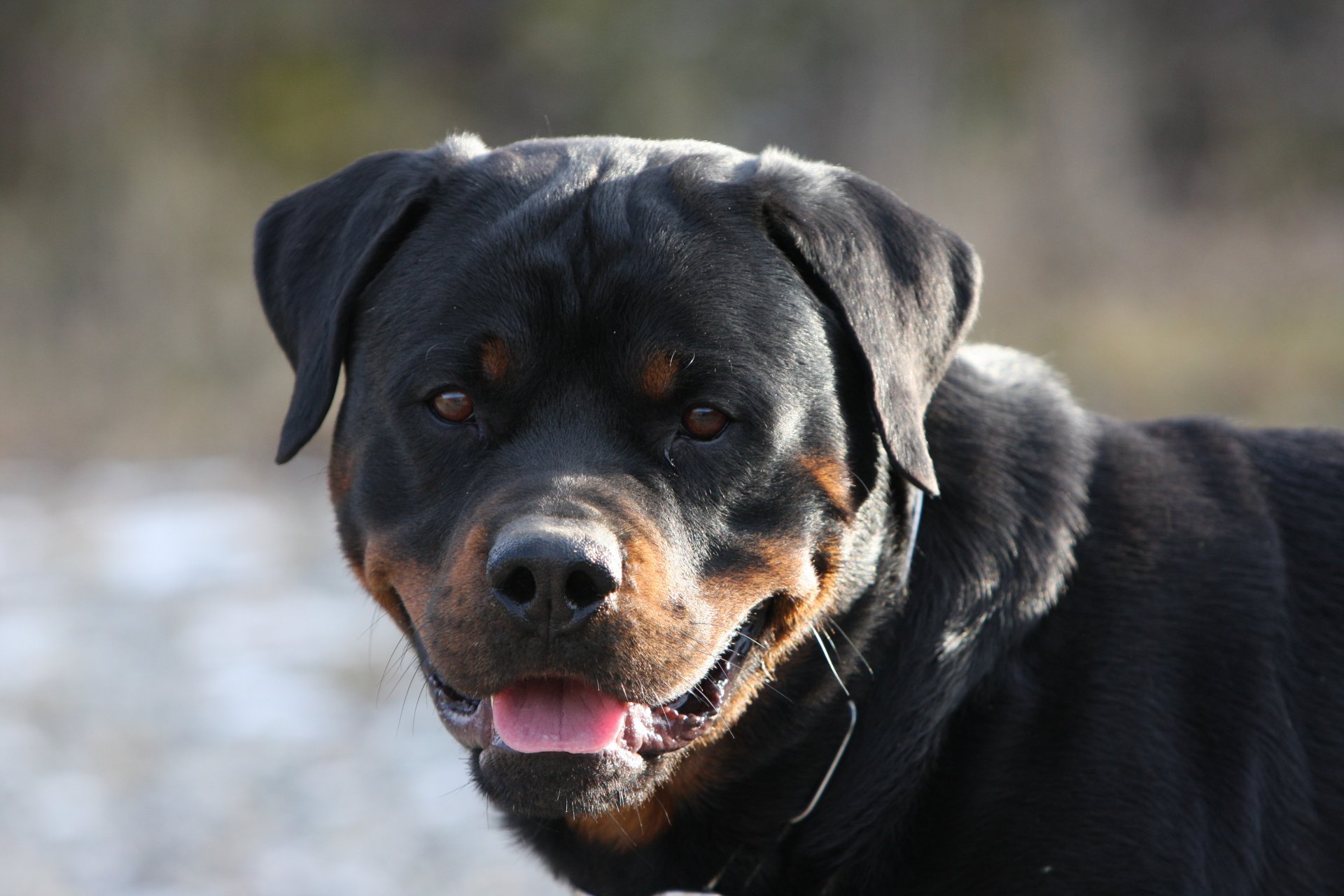 perro colmillos sonrisa