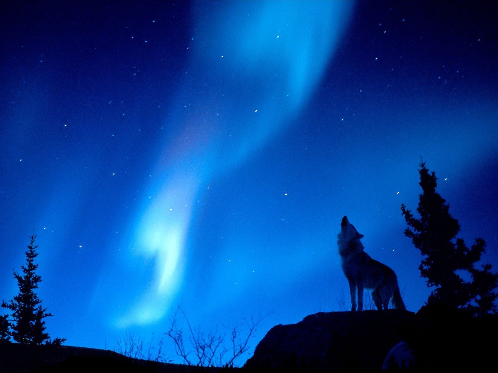 nuit loup lueur forêt