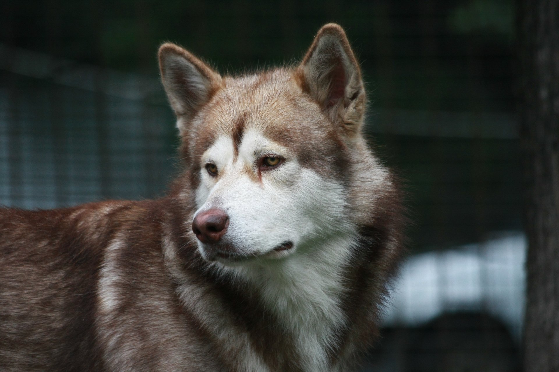 chien malamute ami vue