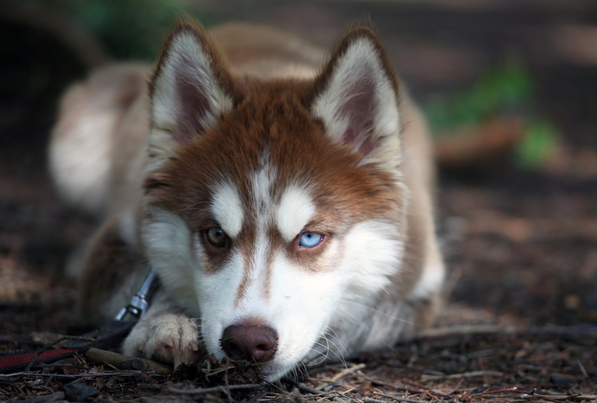 husky pies oczy spojrzenie