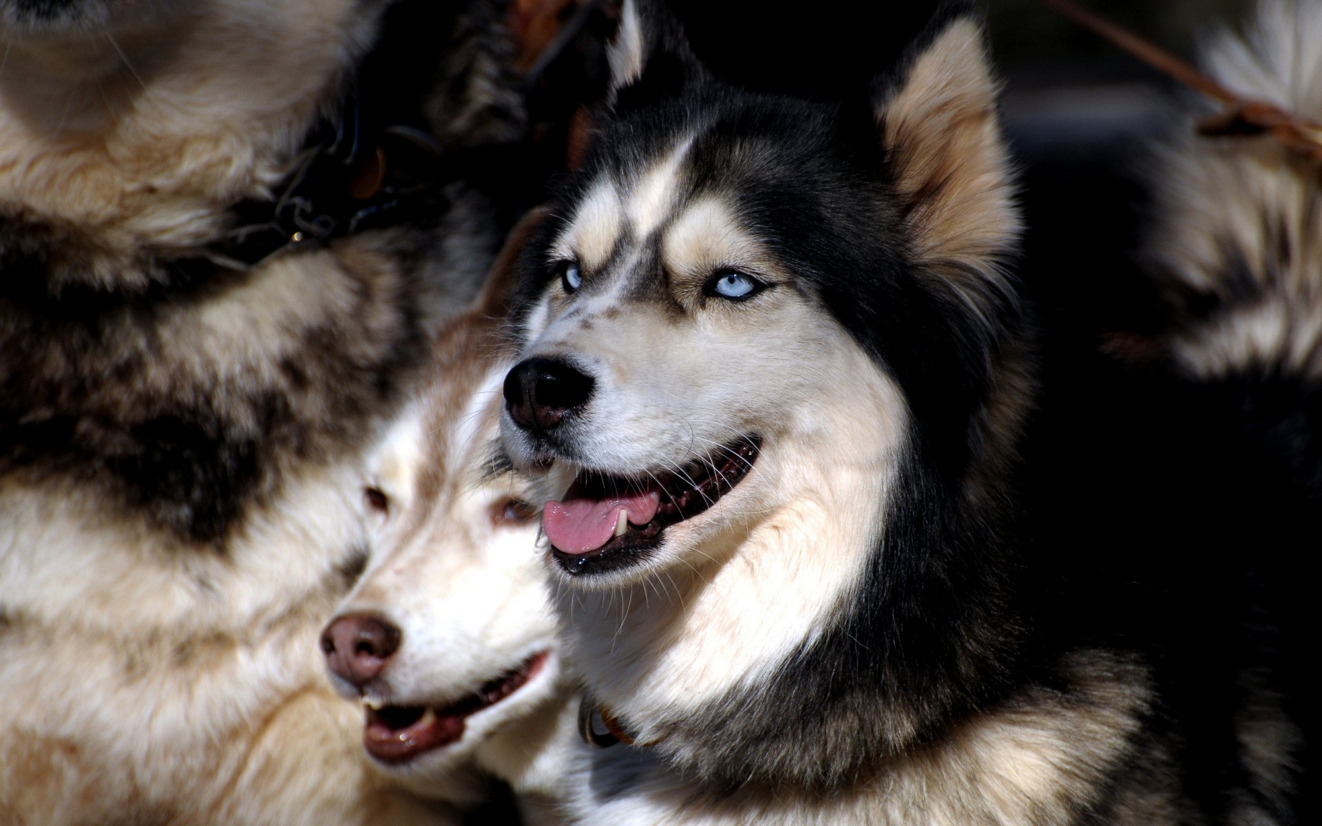 perros husky bandada ojos