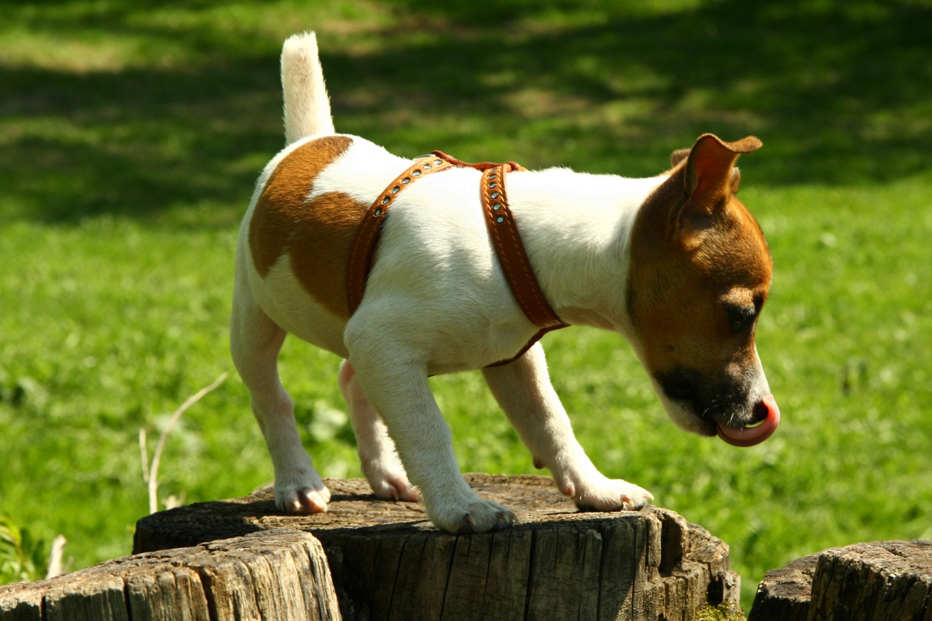 psy natura kikut jack russell spacer nastrój