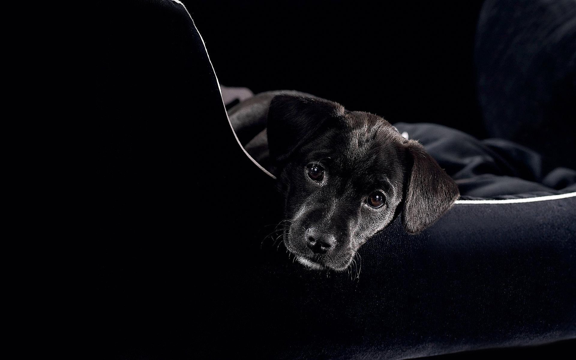 cane cucciolo nero muso guarda divano