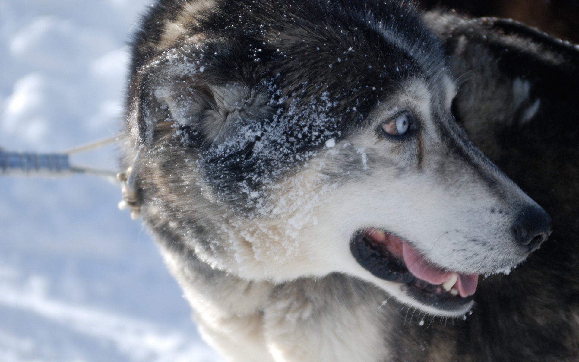 laika blick leine